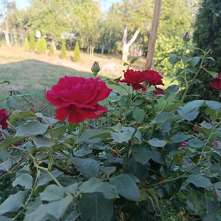 Guest House Bee 维索科 外观 照片