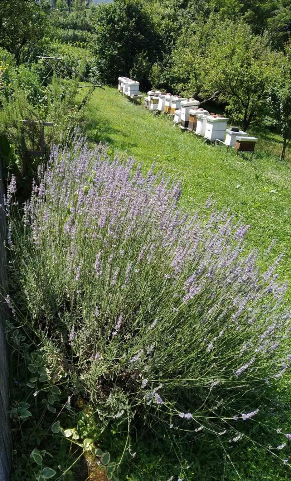 Guest House Bee 维索科 外观 照片