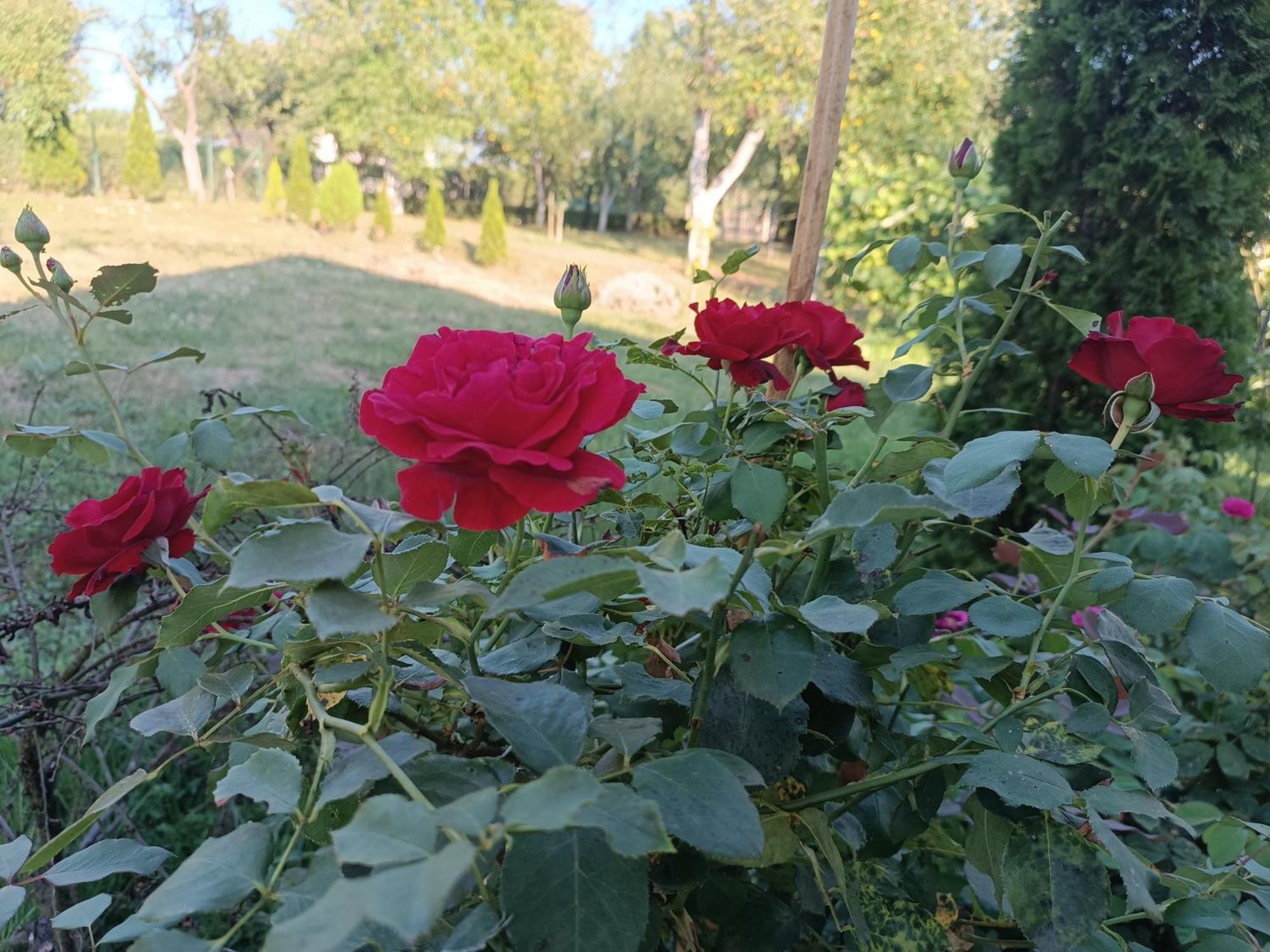 Guest House Bee 维索科 外观 照片